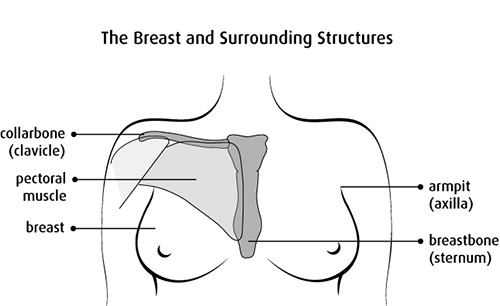 Anatomy of the breast