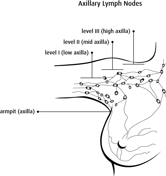 Axillary lymph nodes