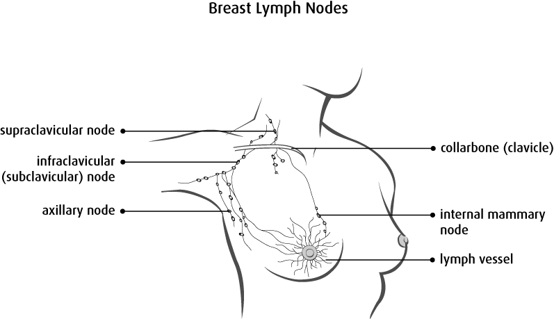 Breast lymph Bnodes