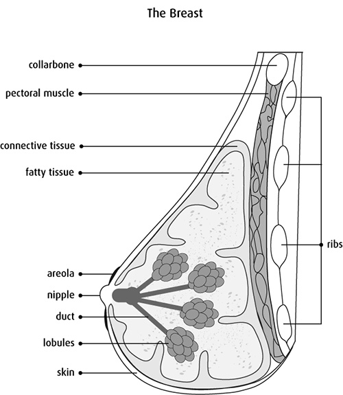 breast label 2 Diagram