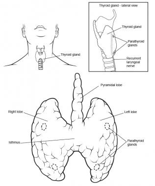 Thyroid Anatomy